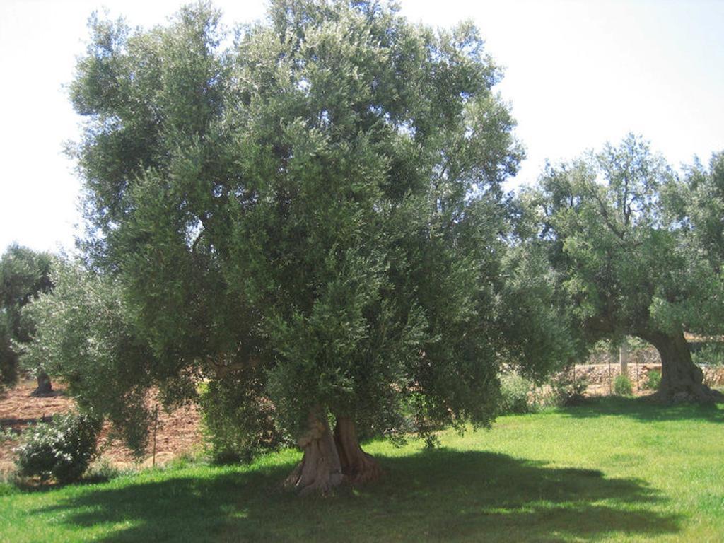 La Vigna Vecchia Guest House Fasano Eksteriør bilde